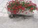 sasail195